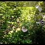 Nokia Lumia 1020 Smartphone Review