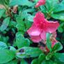 Nokia Lumia 925 Smartphone Review