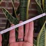 iPhone 17e Review: Apple Just Perfected Its Entry-Level Phone