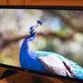 Dell's CES 2014 Head-Turners: Stand-Out Steam Machine and UltraSharp 4K Panels Are Drool-Worthy