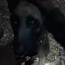 Humble 'You Can Pet The Dog' Bundle Is A Gaming Scooby Snack To Get Your Tail Wagging