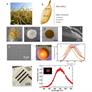Researchers Develop Method To Make Quantum Dot LEDs From Recycled Rice Husks