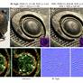 NVIDIA Unlocks Higher Quality Textures With Neural Compression For 4X VRAM Savings