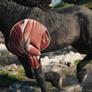 The Witcher 4 Unreal Engine 5.6 Tech Demo Is A Stunning Ray-Traced Showcase