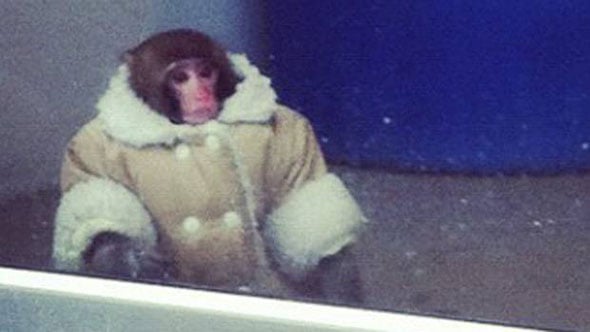 Ikea Monkey Does Not Approve