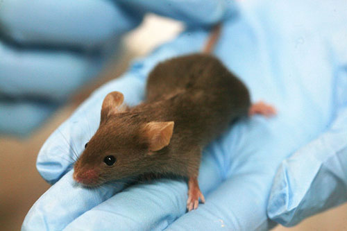 Mouse. Mice are being used to test technology for changing memories. 