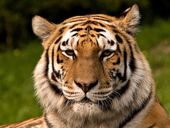 Tiger selfies are getting the boot from New York, thanks to a new law. 